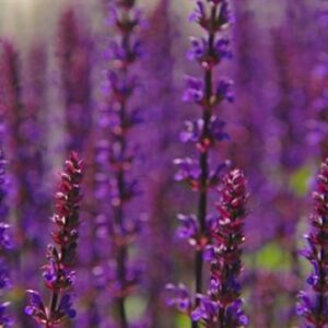 lillie buchanan Gallery