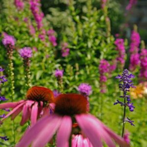 lillie buchanan Gallery