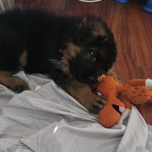 deborah smith Gallery