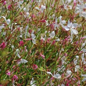 lillie buchanan Gallery