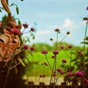 lillie buchanan Gallery