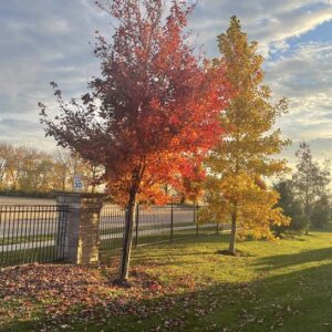 sandra freeman Gallery