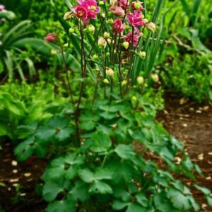 lillie buchanan Gallery