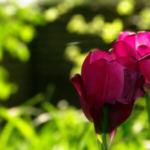 lillie buchanan Gallery