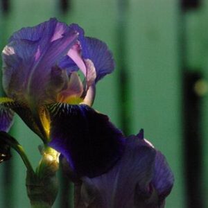 lillie buchanan Gallery