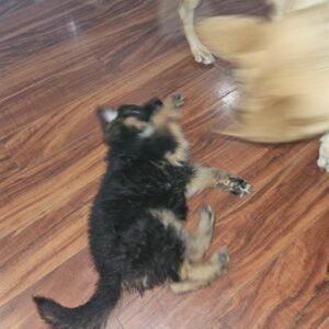 deborah smith Gallery