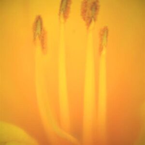 lillie buchanan Gallery