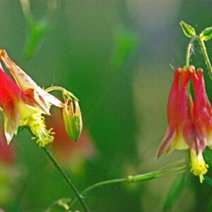 lillie buchanan Gallery