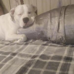 thomas kooiman Gallery